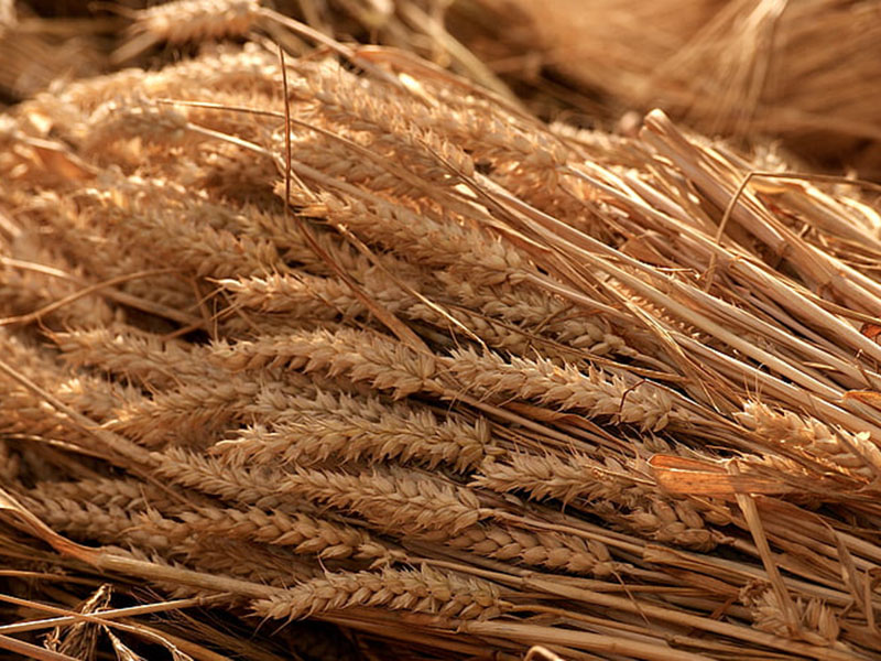 黃曲霉毒素檢測(cè)儀保障糧油安全