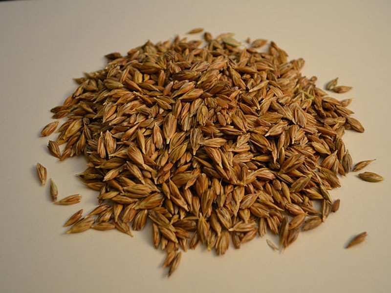 黃曲霉毒素定量檢測(cè)儀快速定量檢測(cè)糧食安全！