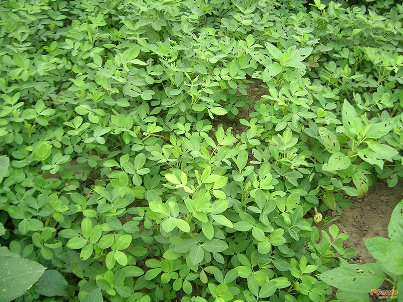 土壤水分測量儀 土壤水分測量儀