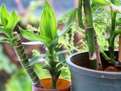 利用土壤氮、磷、鉀檢測器檢測土壤養分