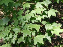 植物葉綠素測(cè)定儀，為植物健康做檢查