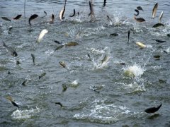 水產(chǎn)養(yǎng)殖水質(zhì)檢測(cè)儀，為漁業(yè)提供有效地水質(zhì)分析