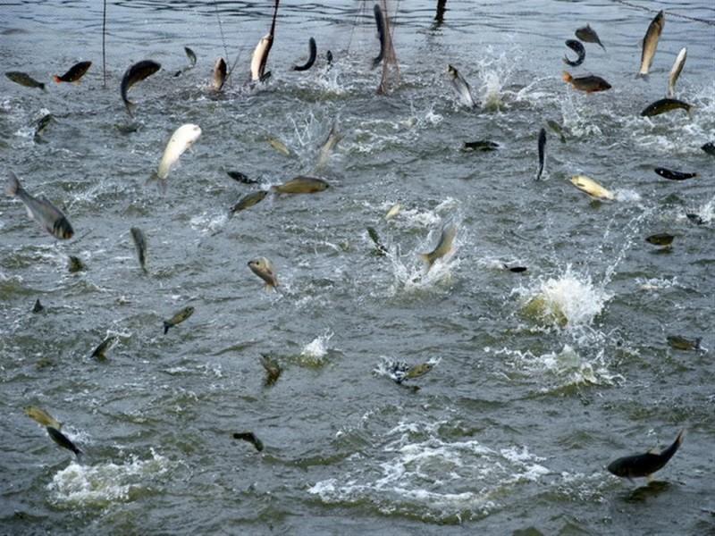 水產(chǎn)養(yǎng)殖水質(zhì)檢測儀 水產(chǎn)養(yǎng)殖水質(zhì)檢測儀