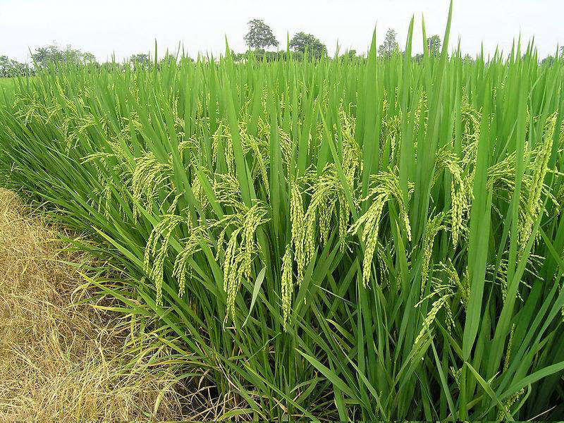 糧食重金屬快速檢測儀,為糧食安全提供保障 糧食重金屬快速檢測儀,為糧食安全提供保障