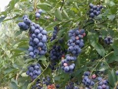 藍莓表面的白霜是農藥殘留嗎？農藥殘留檢測儀來回答