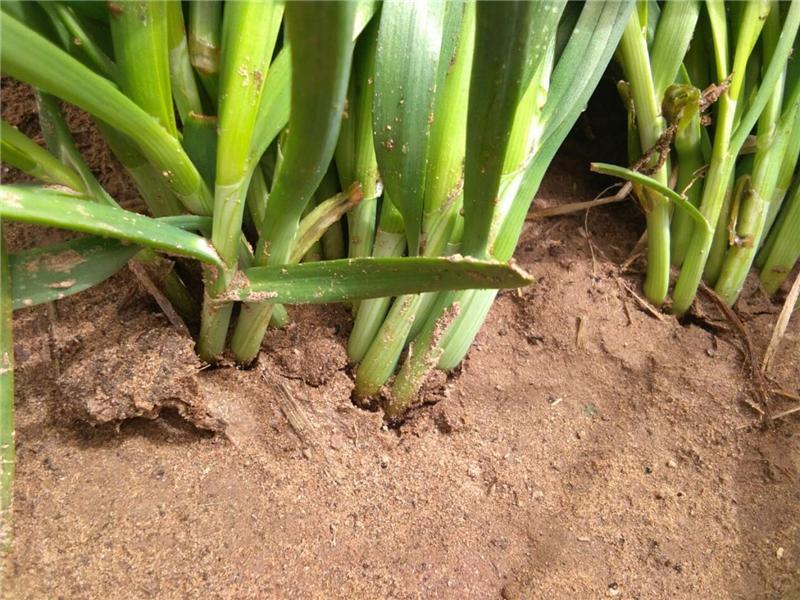 植物莖稈強(qiáng)度測定儀,對作物栽培提供幫助 植物莖稈強(qiáng)度測定儀,對作物栽培提供幫助