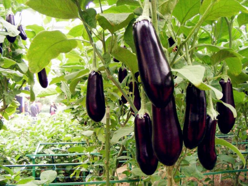 種植茄子肥料的選擇很重要 種植茄子肥料的選擇很重要